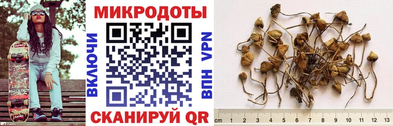 мега   Камышин  Галлюциногенные грибы Psilocybe 